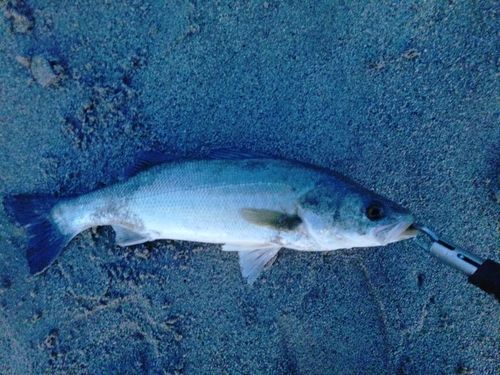 フッコ（マルスズキ）の釣果