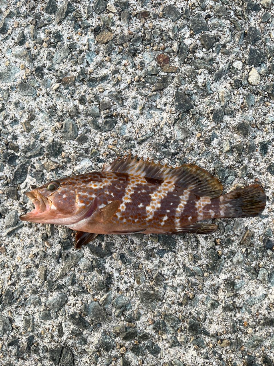 アコウの釣果写真