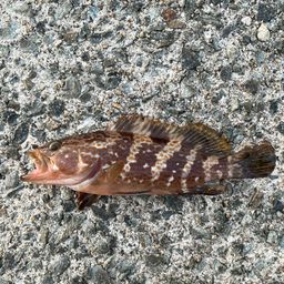 アコウの釣果写真