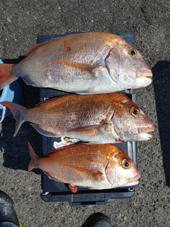 マダイの釣果