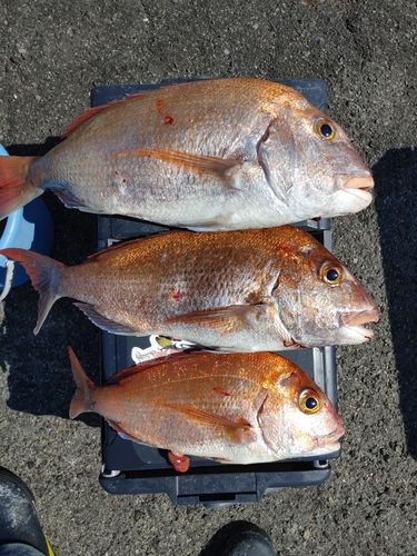 マダイの釣果