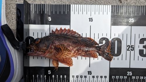 カサゴの釣果
