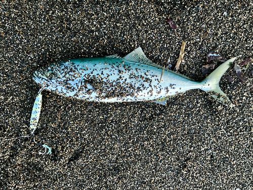 ワカシの釣果