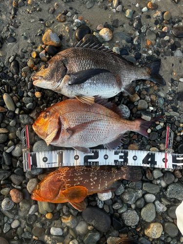マダイの釣果