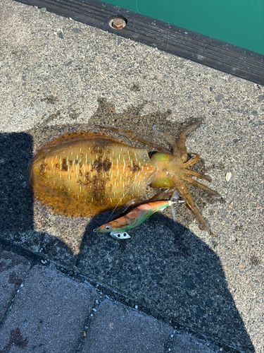 アオリイカの釣果