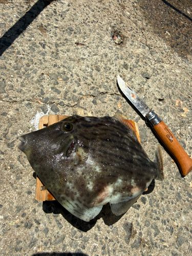 カワハギの釣果