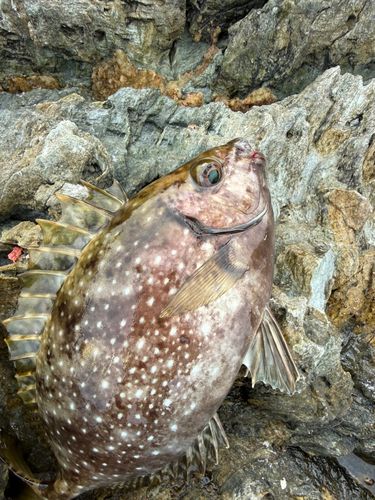 バリの釣果