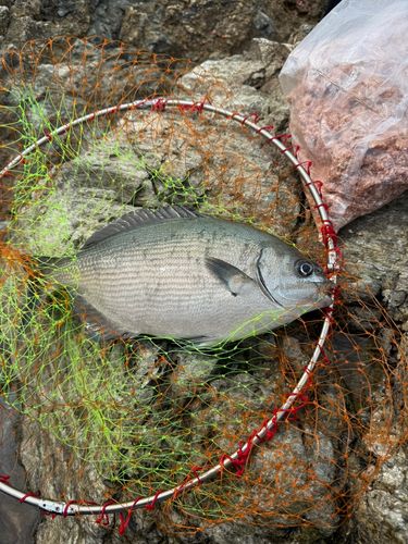 イスズミの釣果
