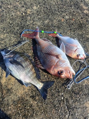 マダイの釣果