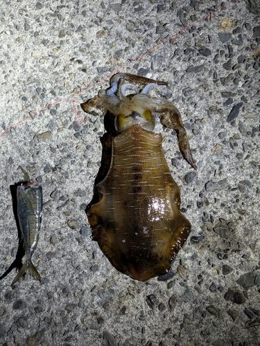 アオリイカの釣果
