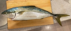 イナダの釣果