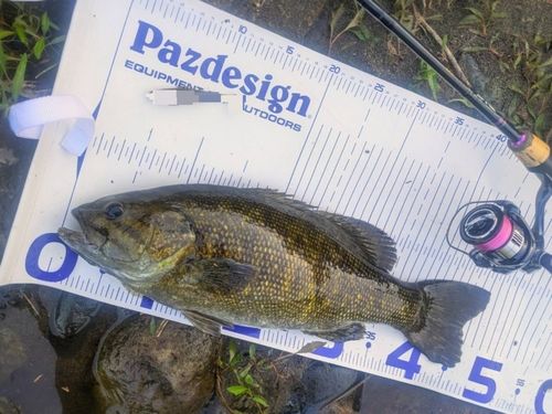 スモールマウスバスの釣果