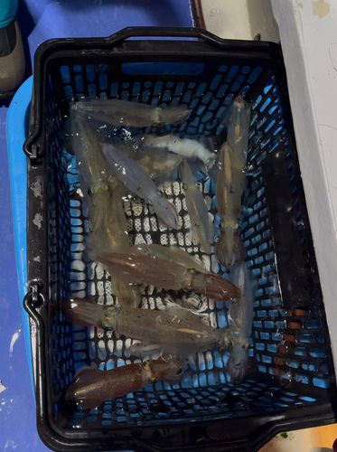マルイカの釣果