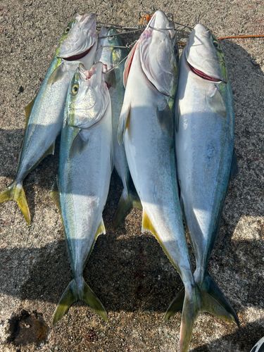 ワラサの釣果