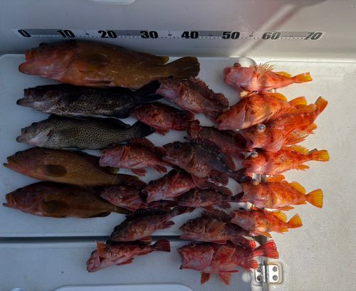 アコウの釣果