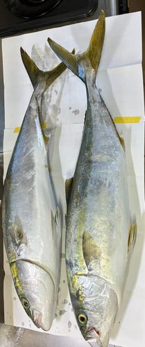ハマチの釣果