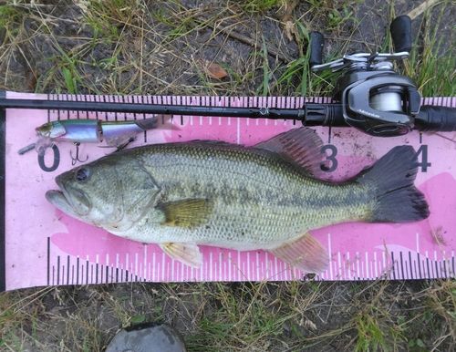 ブラックバスの釣果