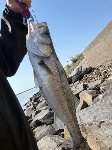 スズキの釣果