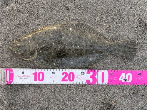 ヒラメの釣果
