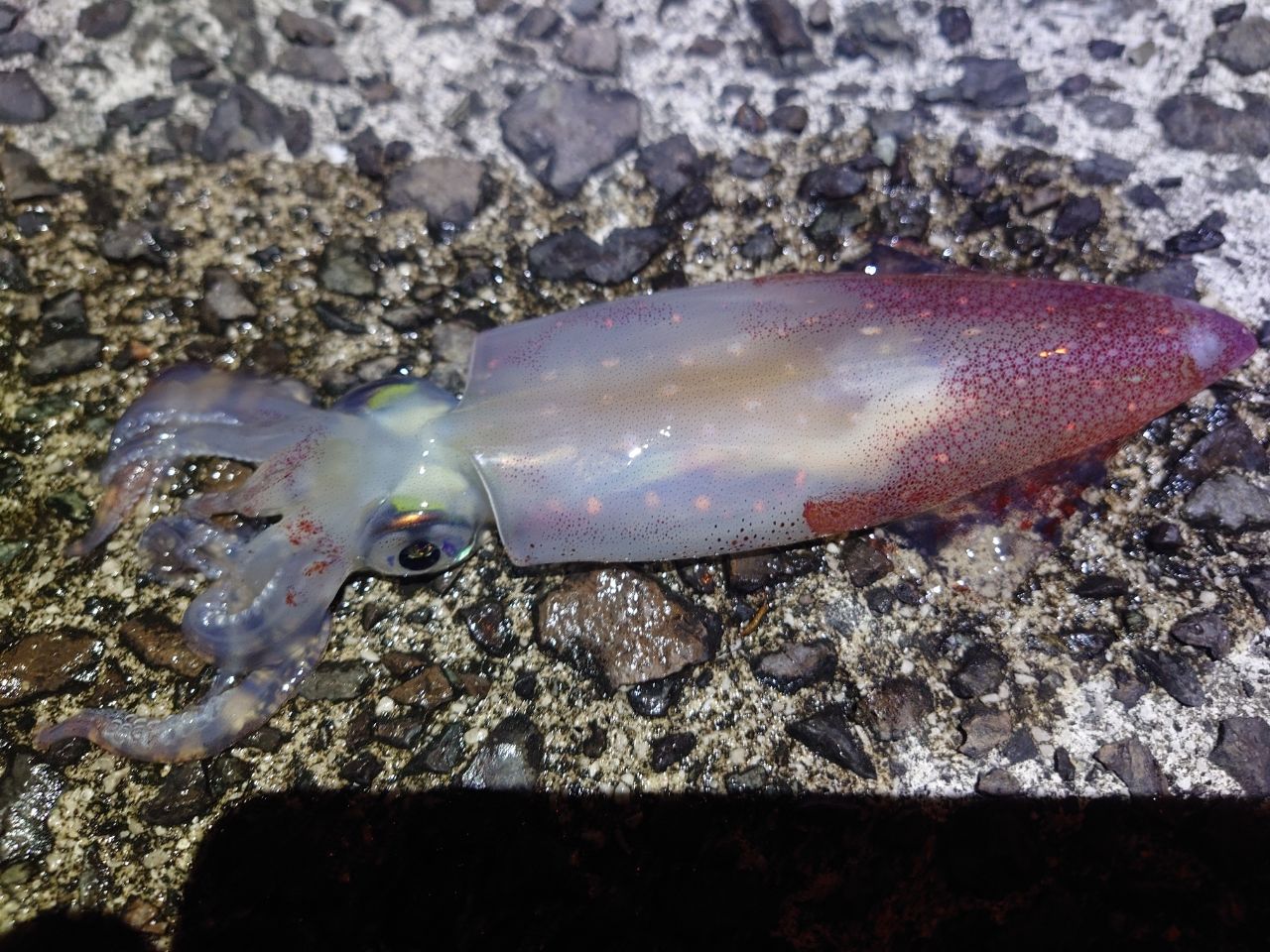 ケンサキイカの釣果写真