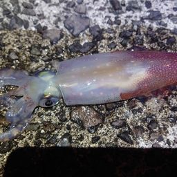 ケンサキイカの釣果写真