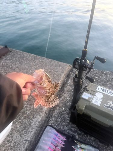 オニカサゴの釣果