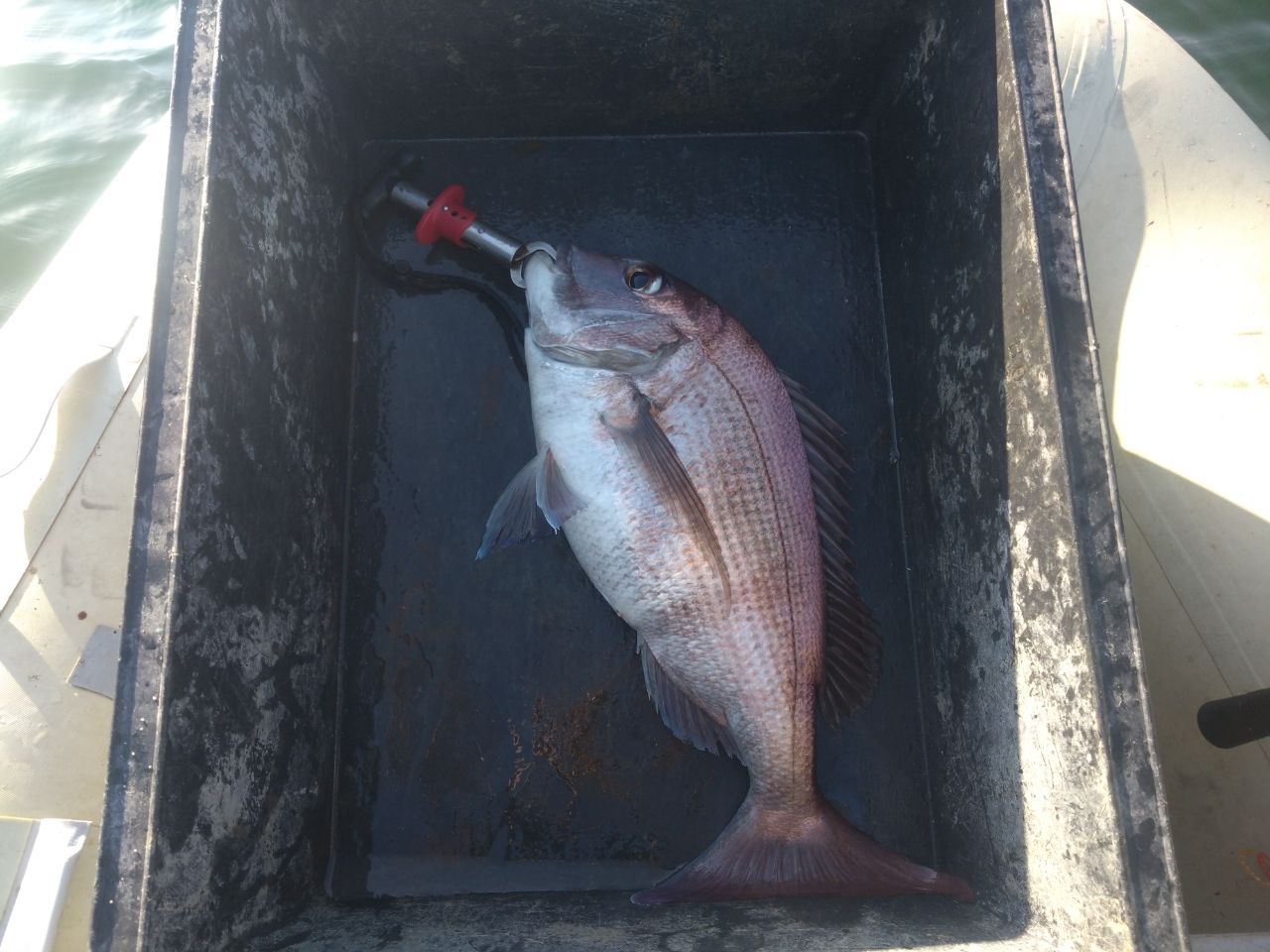 マダイの釣果写真