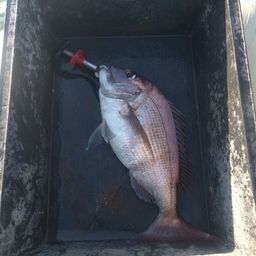 マダイの釣果写真