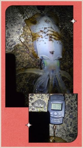 アオリイカの釣果