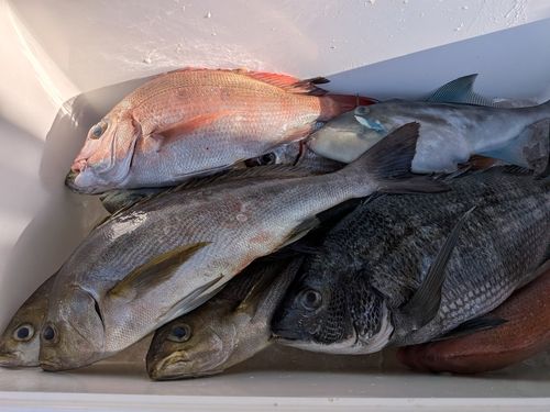 イサキの釣果