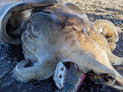 モンゴウイカの釣果