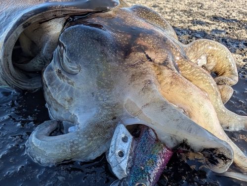 モンゴウイカの釣果