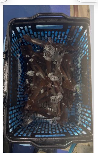 ムギイカの釣果