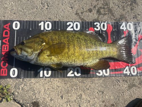 スモールマウスバスの釣果