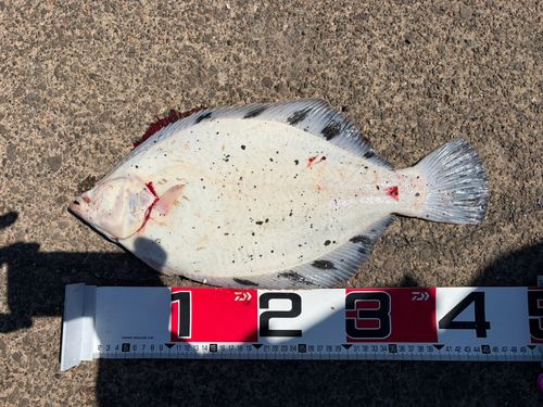 クロガシラガレイの釣果