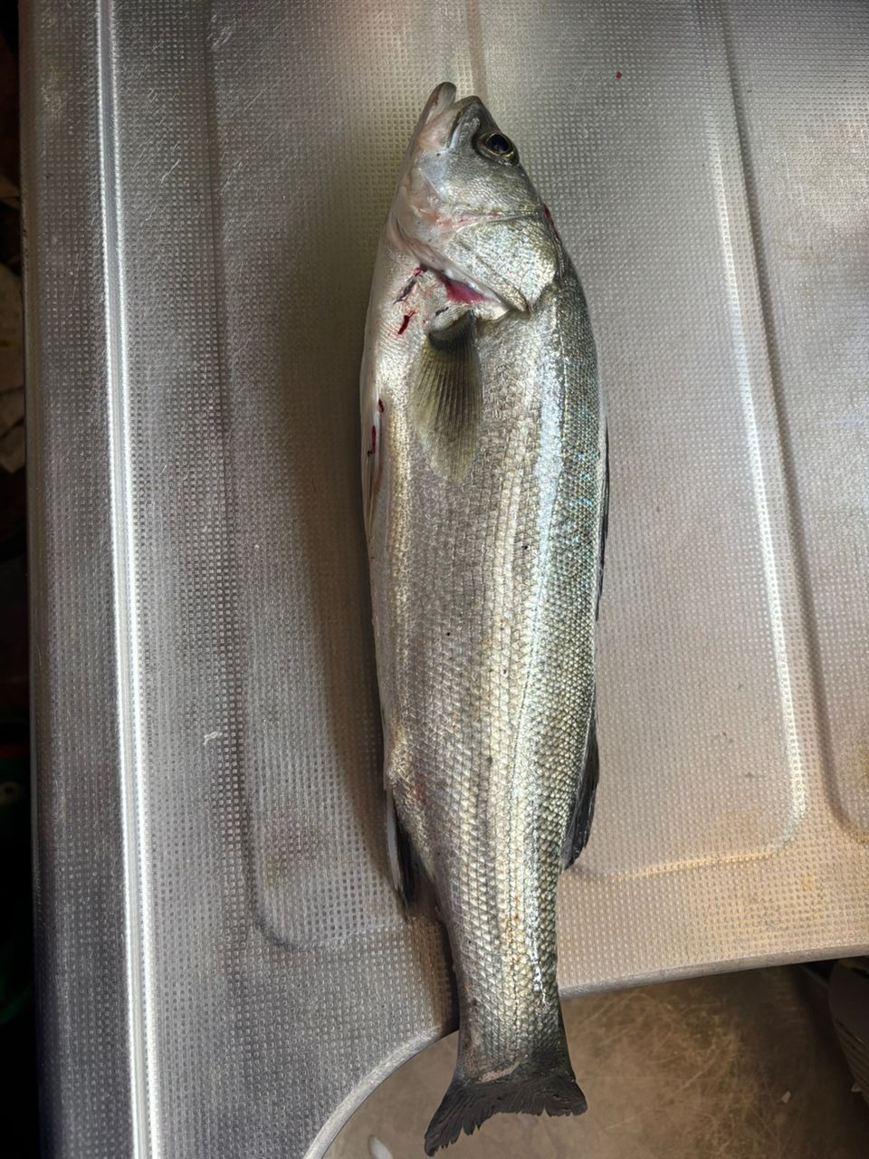 スズキの釣果写真