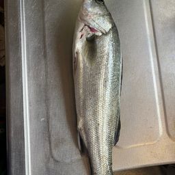 スズキの釣果写真