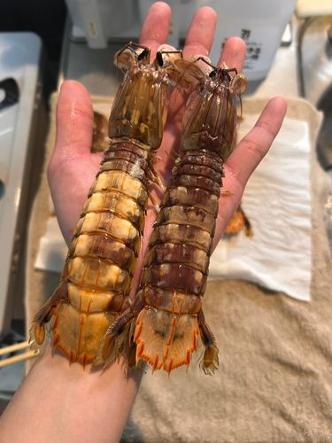 シャコエビの釣果