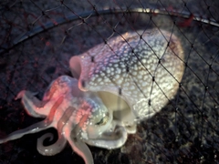 シリヤケイカの釣果