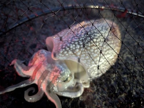 シリヤケイカの釣果