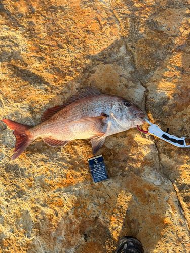タイの釣果