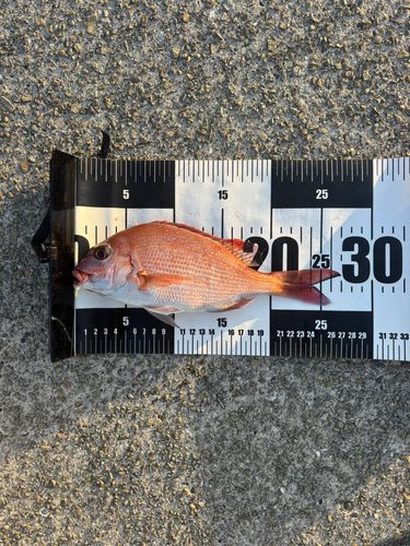 チャリコの釣果
