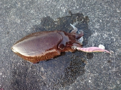 モンゴウイカの釣果