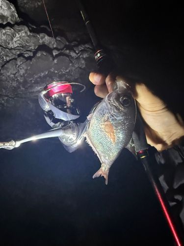 ハタンポの釣果