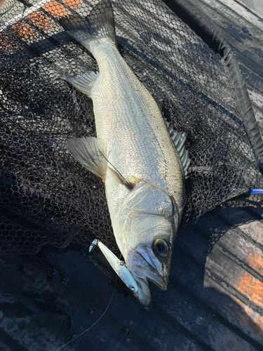 ヒラスズキの釣果