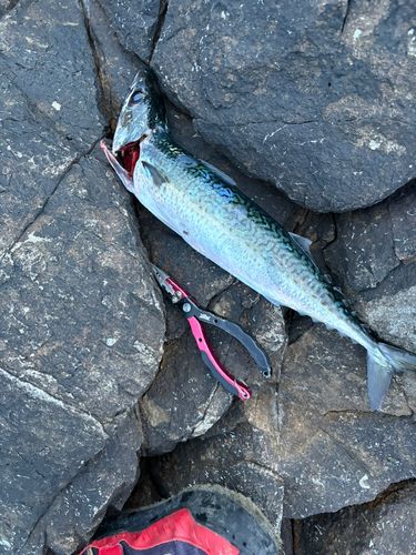 サバの釣果