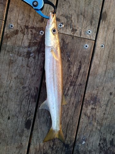 カマスの釣果