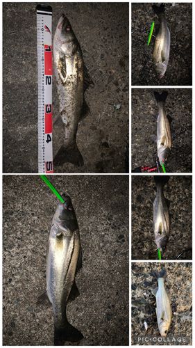 フッコ（マルスズキ）の釣果