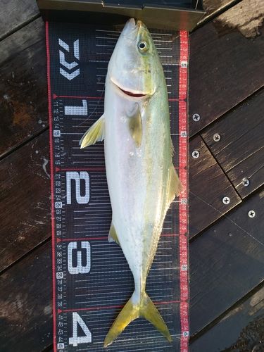 イナダの釣果
