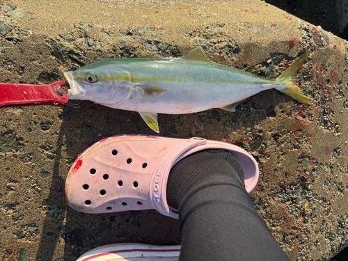 イナダの釣果